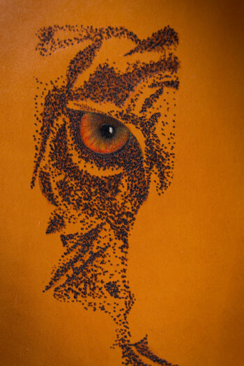 THE STARE - Image 4